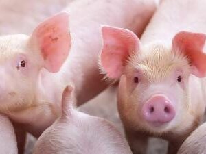 Applications of IoT Gateways in Pig Breeding
