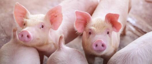 Applications of IoT Gateways in Pig Breeding
