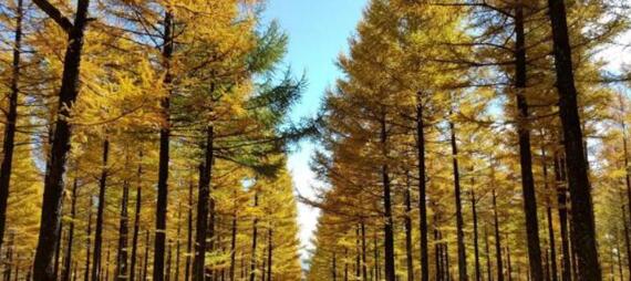 Le rôle des passerelles IdO dans la gestion des exploitations forestières