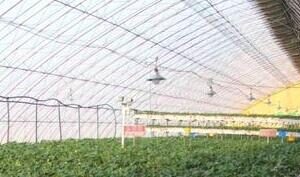 Edge Gateways: The Key to Healthy Crop Growth in Agricultural Greenhouses