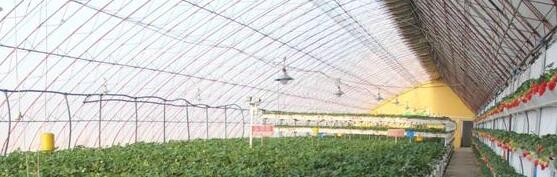 Edge Gateways: Der Schlüssel zu gesundem Pflanzenwachstum in landwirtschaftlichen Gewächshäusern