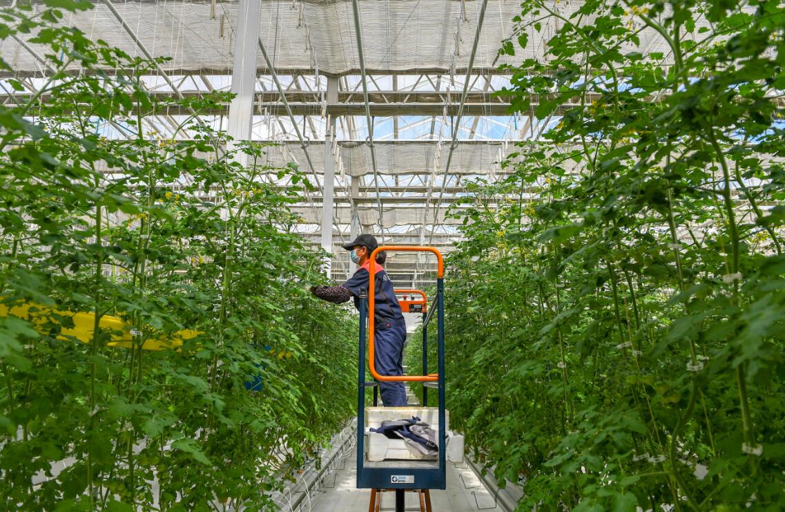 Comment l'IdO intelligent permet-il l'automatisation et la modernisation intelligente de l'agriculture ?