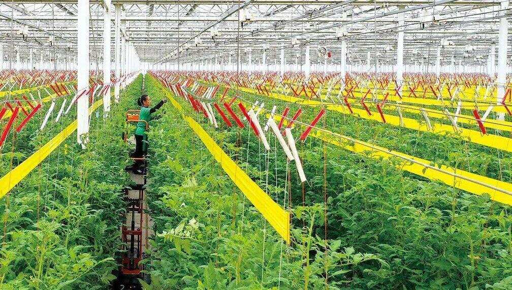 Wie lassen sich mit dem intelligenten IoT die Automatisierung der Landwirtschaft und die intelligente Aufrüstung realisieren?