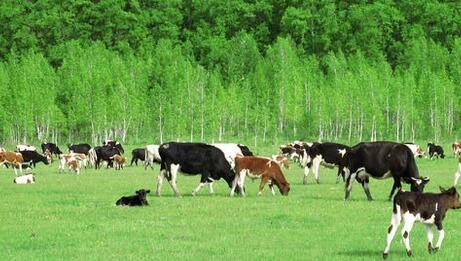 What Is The Meaning Of Smart Livestock?