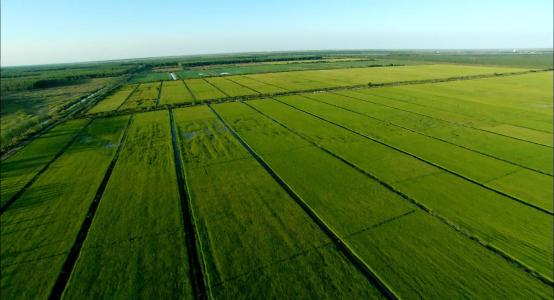 Agriculture intelligente IoT vulgarisation scientifique Agriculture intelligente IoT vulgarisation scientifique